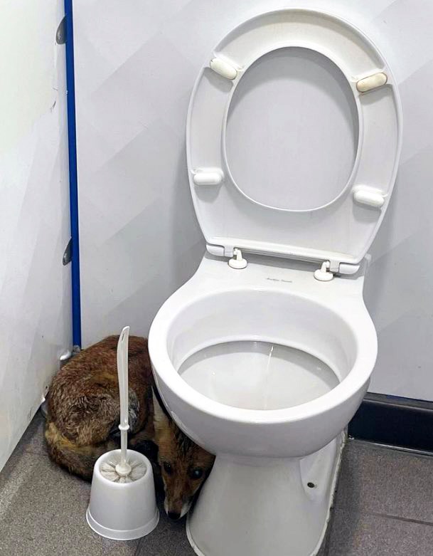 Fox found in Euston station toilet cubicle-2: Fox found in Euston station toilet cubicle-2