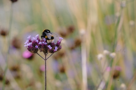 Sain Ffagan Amgueddfa Werin Cymru yng Nghaerdydd.