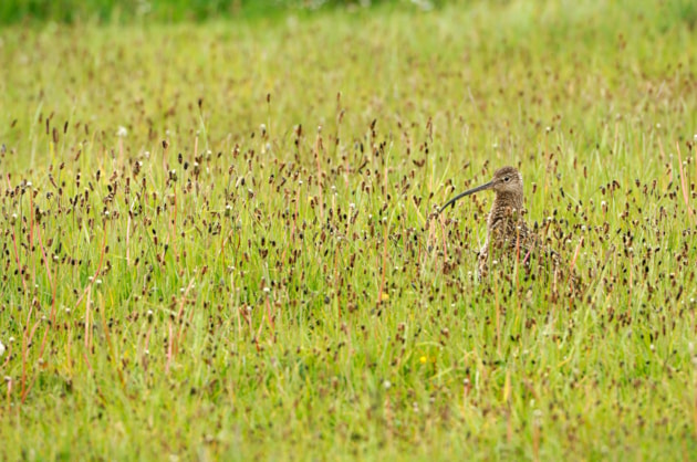 Curlew in long grass (c) Lorne Gill NatureScot