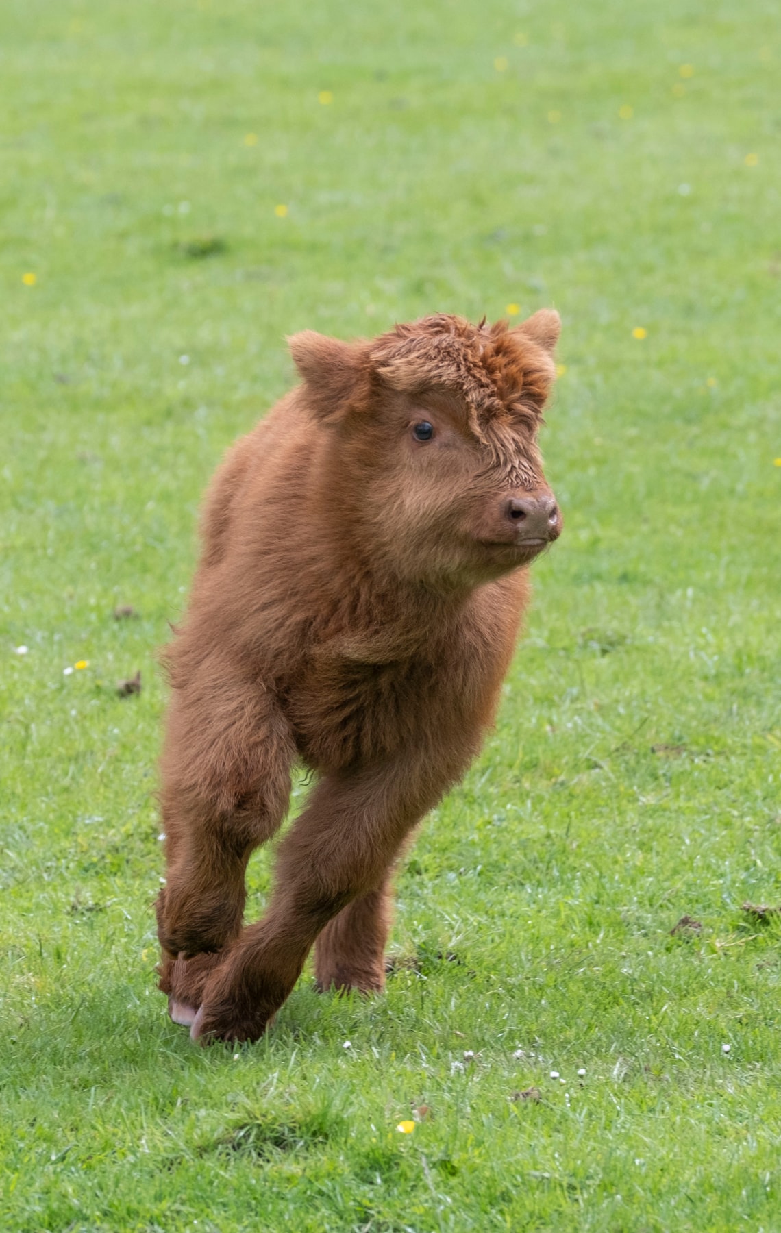 Highland calves at the National Museum of Rural Life. Photo © Chris James  (7)