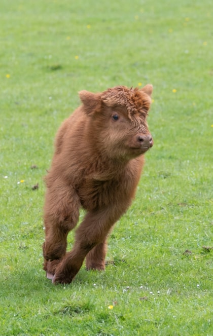 Highland calves at the National Museum of Rural Life. Photo © Chris James  (7)