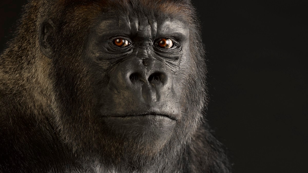 Western lowland gorilla. Copyright National Museums Scotland