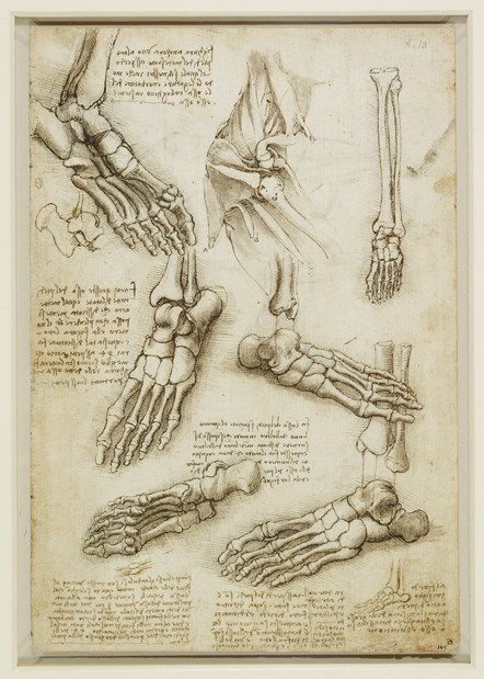 The bones of the foot and shoulder by Leonardo da Vinci. Royal Collection Trust © Her Majesty Queen Elizabeth II 2021