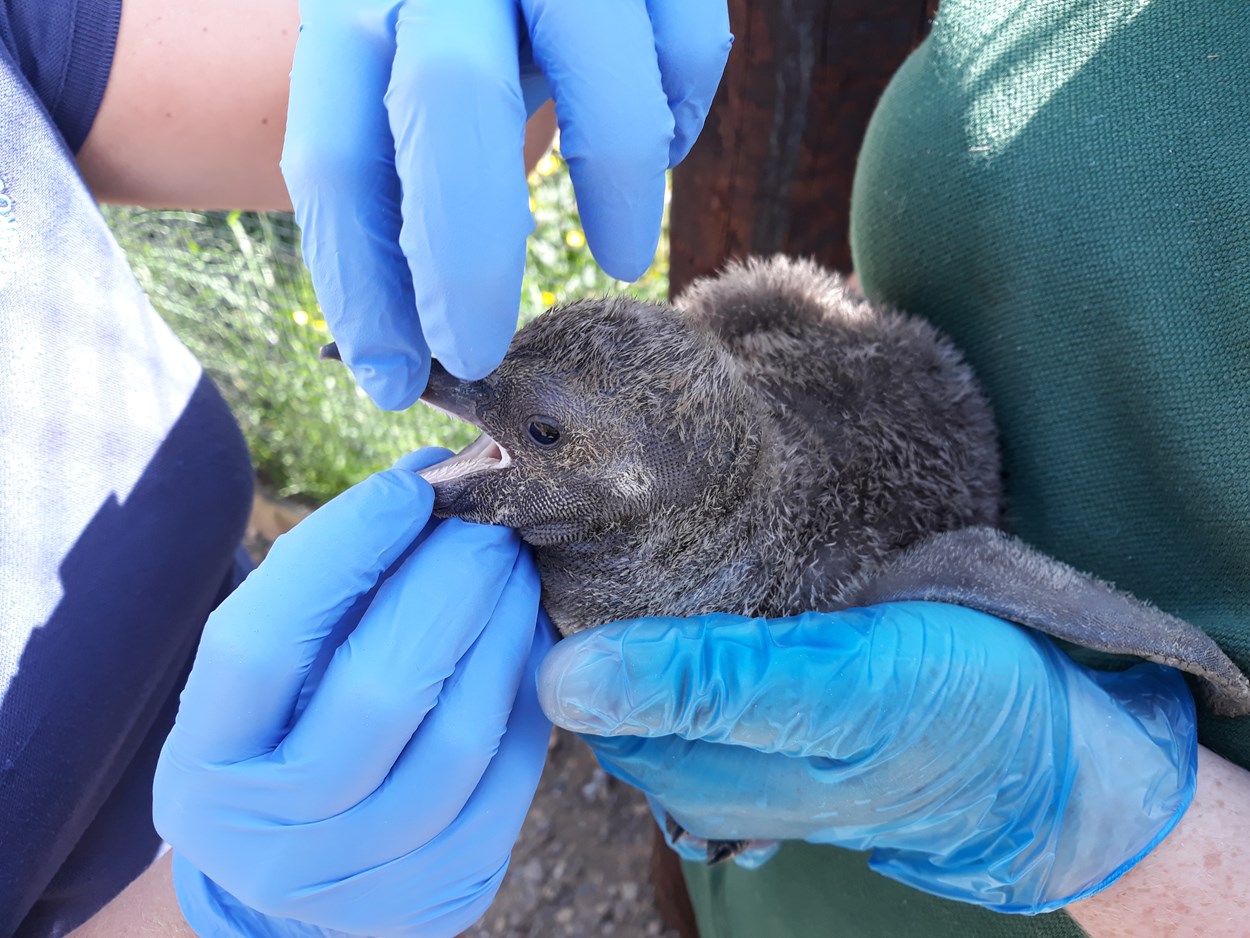 Lotherton penguin chicks: The penguin chicks at Lotherton when they were just a few weeks old getting checked over by experts after hatching during lockdown.