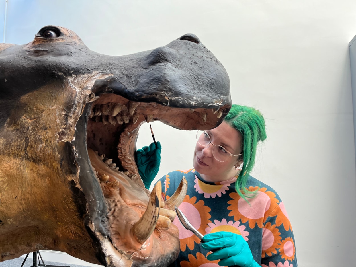 Hippo conservation: Lucie Mascord, a specialist conservation officer at Lancashire County Council's Conservation Studios made the trip to Leeds to carry out the work on Billie, the 99 year-old hippo at Leeds Discovery Centre.