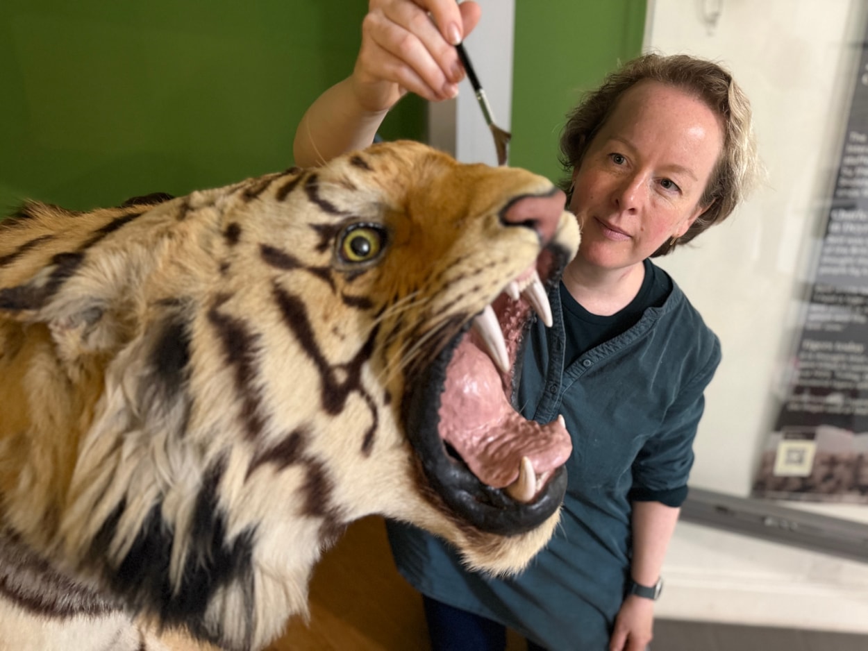 Leeds tiger taxidermy: Curators Clare Brown (pictured) and Sarah Burhouse were on site at Leeds City Museum carrying out meticulous checks for dust and the types of tiny pests which can be harmful to vintage taxidermy, before undertaking a delicate clean of some unique and historically significant exhibits.
The gigantic Bengal tiger, thought to be one of the biggest taxidermy mounts of its kind anywhere in the world, was among a selection of the museum’s most precious and historic specimens being conserved in the museum’s spectacular Life on Earth Gallery.