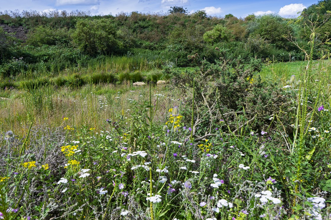 Coleshill eco-mitigation reception site July 2019: Credit: Jeremy De Souza
(Coleshill, eco, mitigation, environment, pond, green, trees, LMJV)
Internal Asset No. 8460