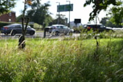 TfL Image - Wildflower Verge on Redbridge Roundabout (1): TfL Image - Wildflower Verge on Redbridge Roundabout (1)
