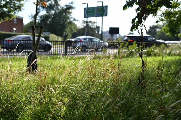 TfL Image - Wildflower Verge on Redbridge Roundabout (1)
