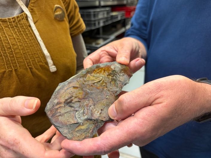 Coelacanth discovery: The well-preserved, prehistoric skull bone of a coelacanth was discovered by a geologist at Roundhay Park earlier this year and has now been kindly donated to Leeds Museums and Galleries and added to the natural sciences collection at Leeds Discovery Centre.