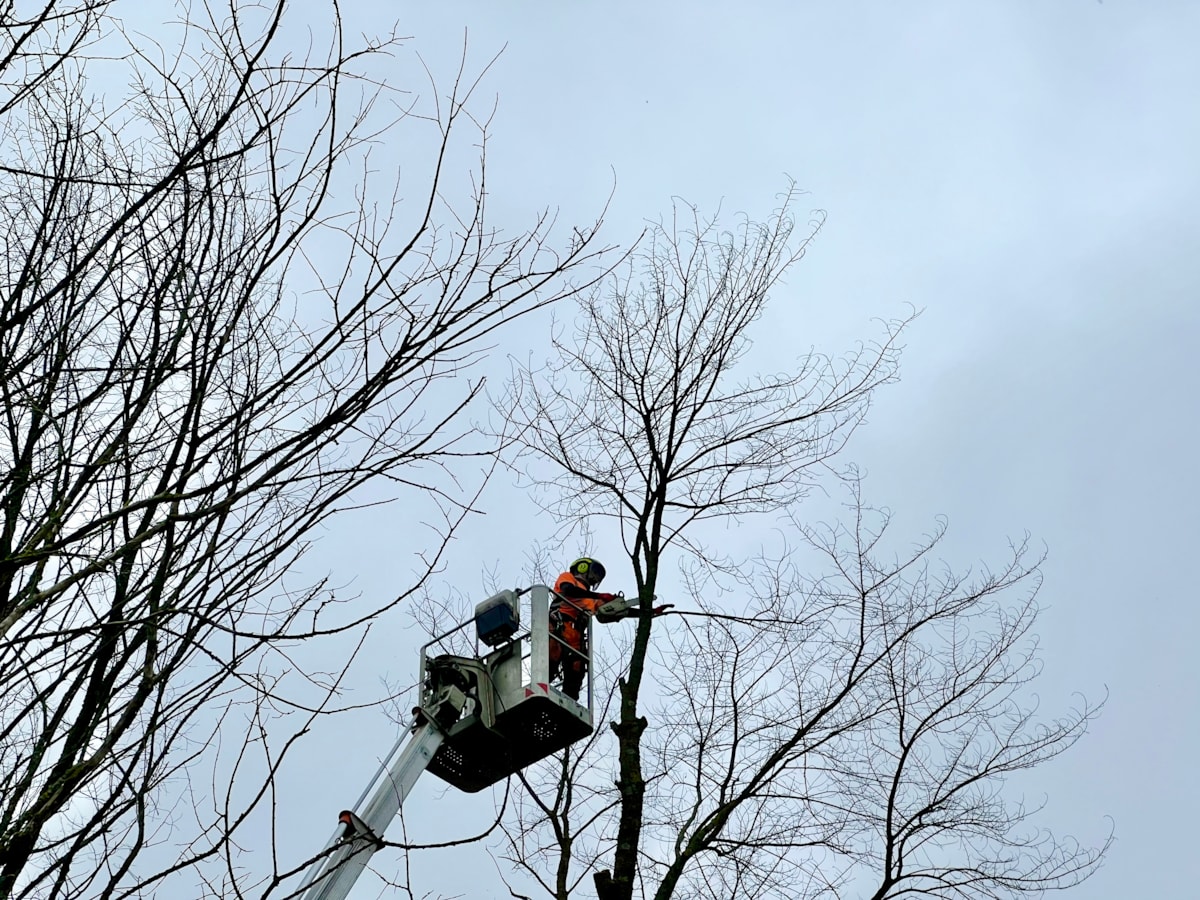 Lampeter Tree Services 3