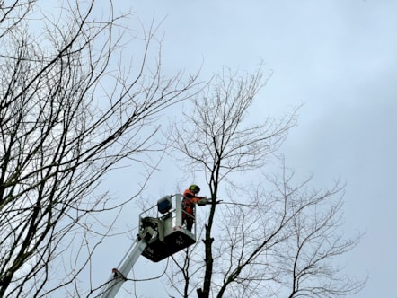 Lampeter Tree Services 3