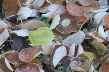 Fallen leaves can provide a winter refuge for pollinators. Free use - credit Lorne Gill-NatureScot: Fallen leaves can provide a winter refuge for pollinators. Free use - credit Lorne Gill-NatureScot