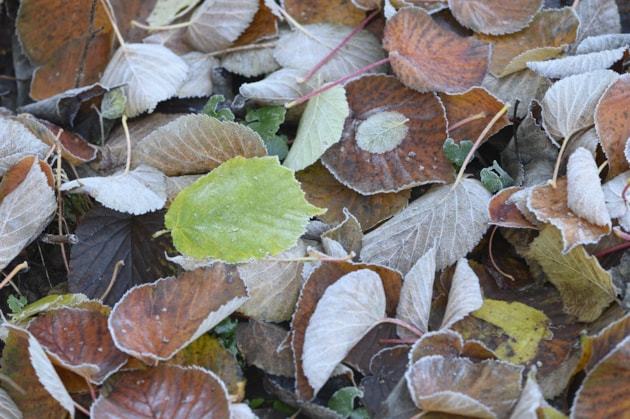 Fallen leaves can provide a winter refuge for pollinators. Free use - credit Lorne Gill-NatureScot