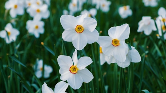 Spring into action with British Garden Centres by planting your bulbs now!: Daffodils