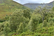 Native birch woodland natural regeneration at Creag Meagaidh National Nature Reserve ©Lorne Gill/NatureScot