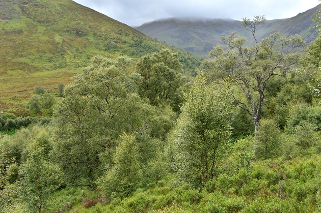 Nature restoration continues at Highland reserves: Native birch woodland natural regeneration at Creag Meagaidh National Nature Reserve ©Lorne Gill/NatureScot