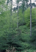 Sitka Spruce - credit George Gate: Sitka Spruce - credit George Gate