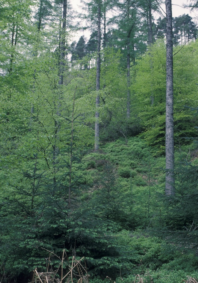 Sitka Spruce - credit George Gate