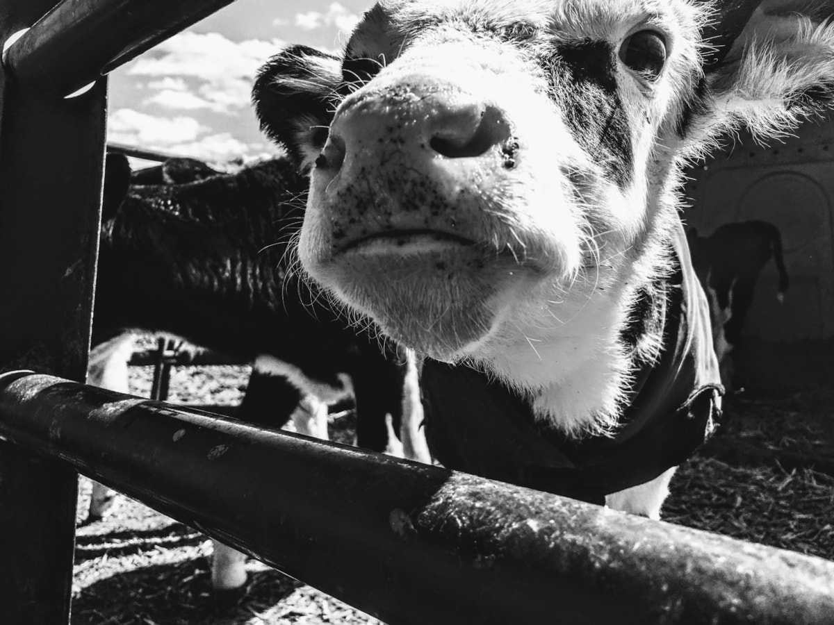 Cattle - Buwch