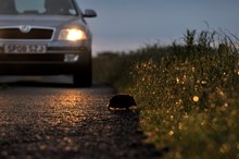 Hedgehog crossing a road at dusk ©Lorne Gill/NatureScot