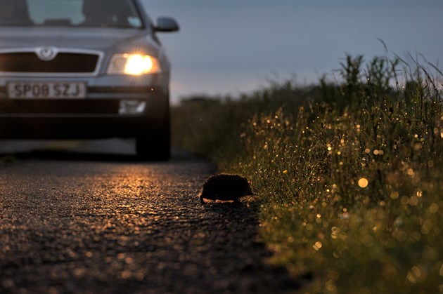 Call to report Barra hedgehog sightings: Hedgehog crossing a road at dusk ©Lorne Gill/NatureScot