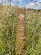 TfL Image - Rowley Lane (Wildflower Verge): TfL Image - Rowley Lane (Wildflower Verge)