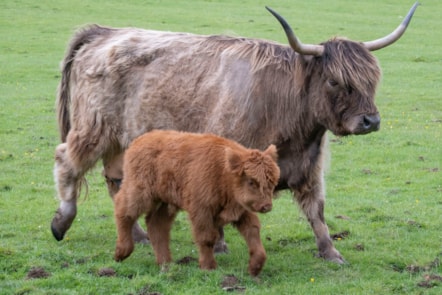 Highland calves at the National Museum of Rural Life. Photo © Chris James  (10)