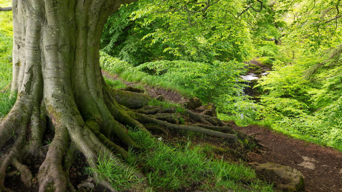 Ancient Tree at Scaleber Wood June 2022 Photo by Adam Burton  WTML cropped