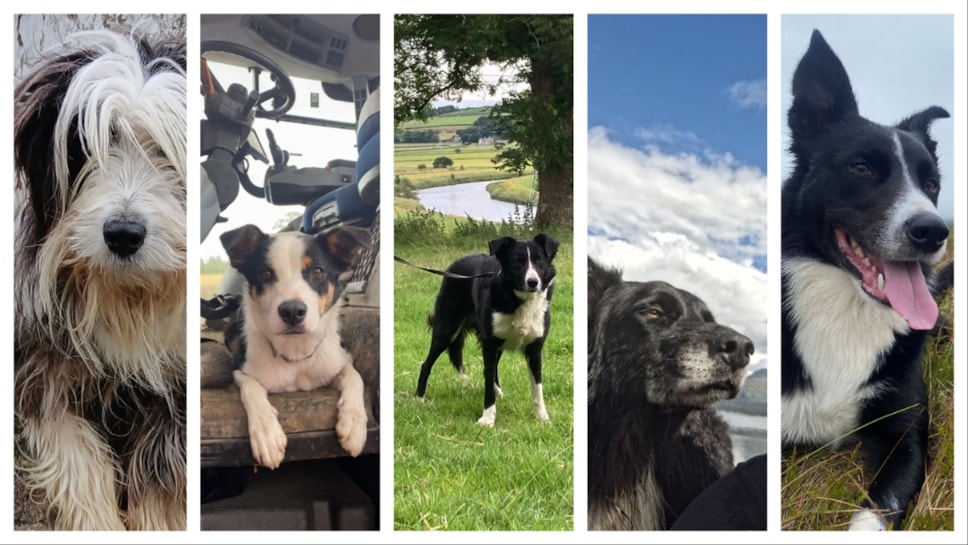 Pip, Sweep, Tweed, Gem and Jura. Images (c) RHET