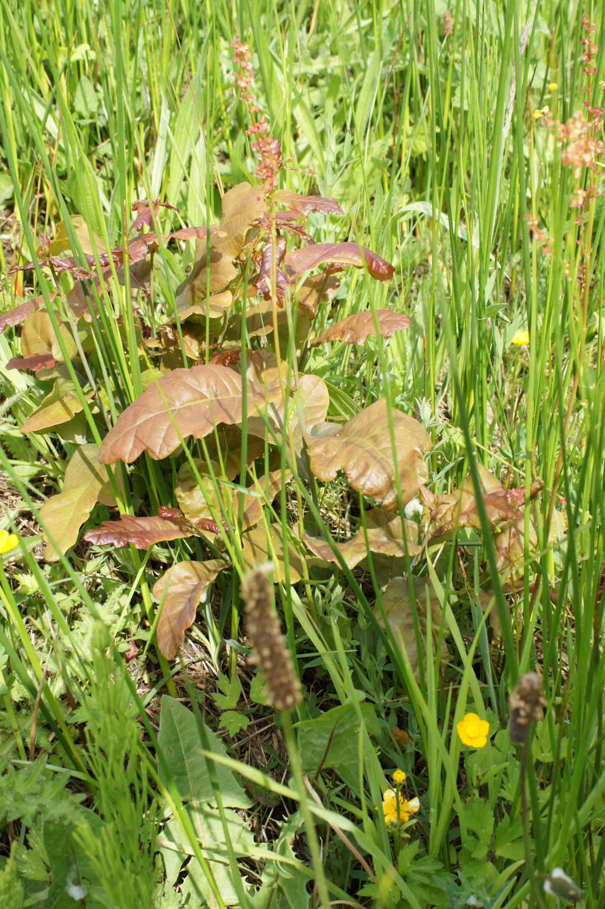 Biodiversity after Nature Recovery Plan
