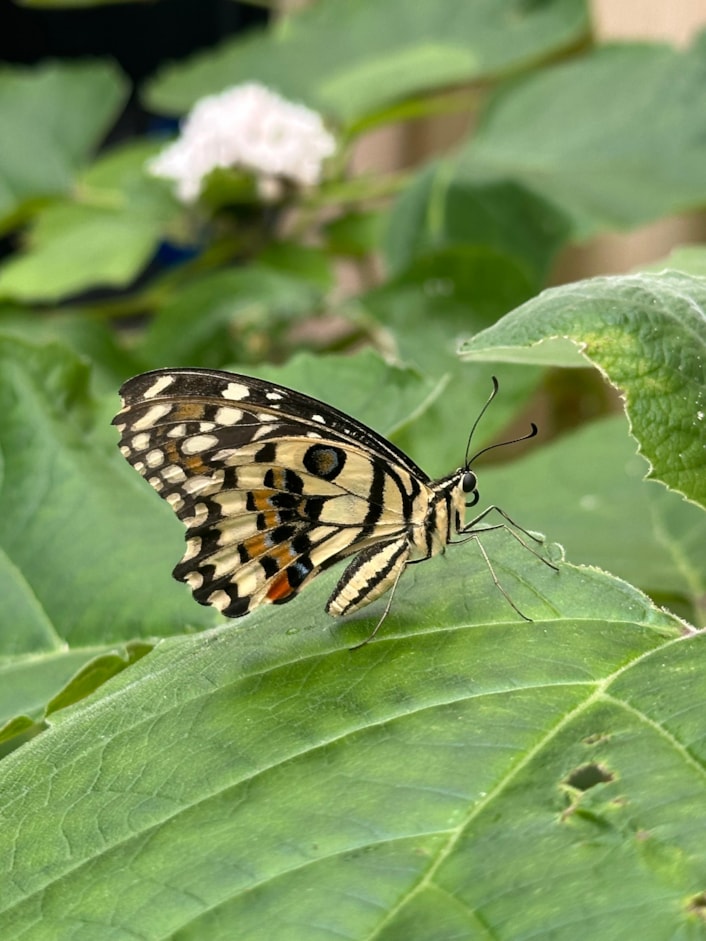 Tropical World Butterfly Count 2