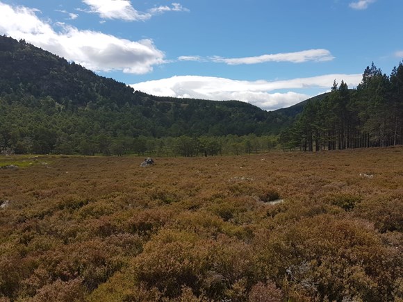 Call for participation in ground-breaking land sales report: Mix of heather moorland and forested hillside