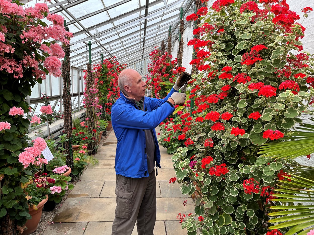 Temple Newsam hothouse: Volunteer gardener Steve Ball tends to the stunning Zonal Pelargoniums which have burst into life in the hothouse at Temple Newsam's Walled Garden.