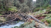 Introducing woody habitat into the river: Introducing woody habitat into the river
