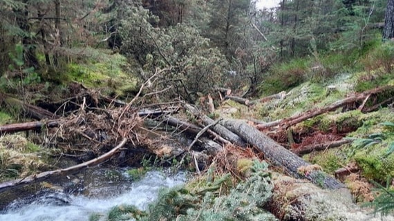 From hidden invaders to 2,000 new trees – a year of wins for the Upper Wye: Introducing woody habitat into the river