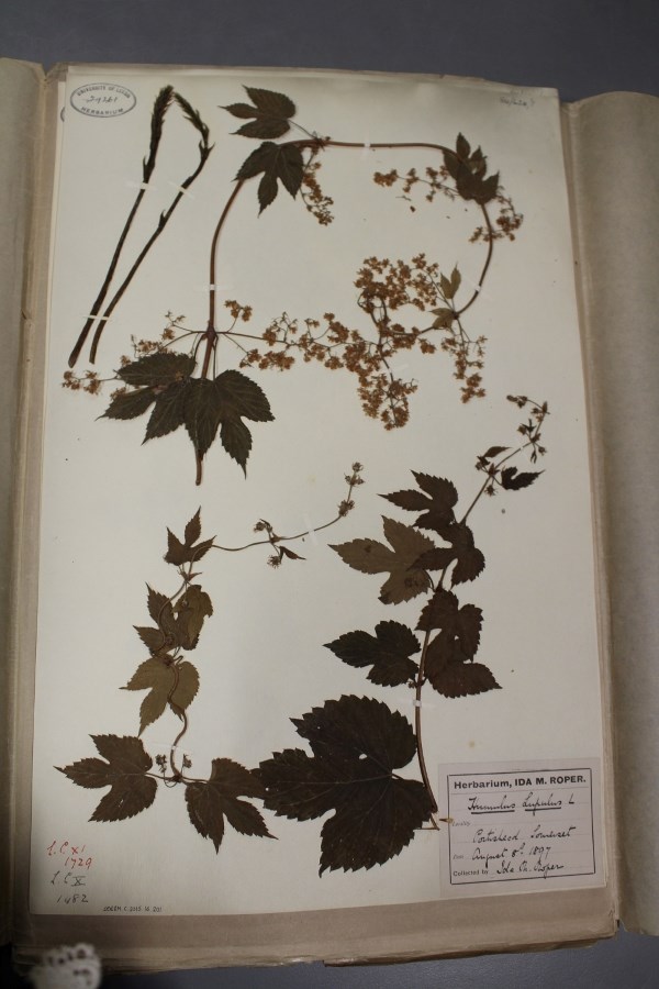 Museum Lates: An example of one of the herbarium sheets from the city's vast collection, created by noted botanist Ida Roper.