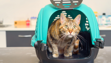 Cat at the vet-2