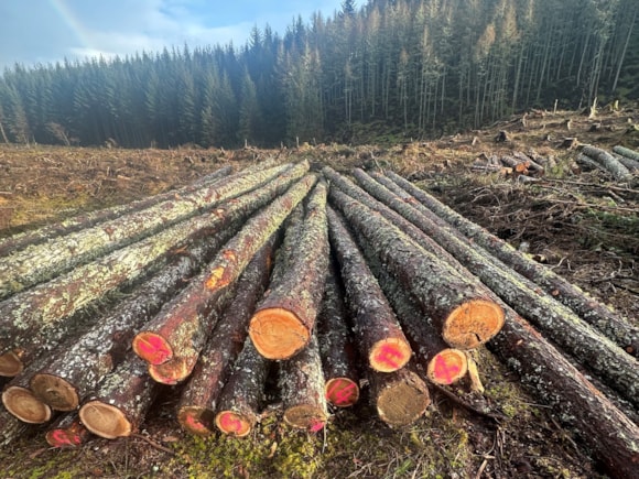 FLS timber the foundation for reconstruction of Iron Age crannog: Around 150 tonnes of larch timber from FLS forests is providing the foundations for the reconstructed crannog – an Iron Age loch-dwelling – at the Scottish Crannog Centre in Dalerb.  