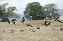 Pink-footed geese: Pink-footed geese at Loch Leven NNR. Credit Lorne Gill/NatureScot.