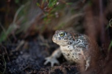 Natterjack Toad - Ben Andrew: Natterjack Toad - Ben Andrew