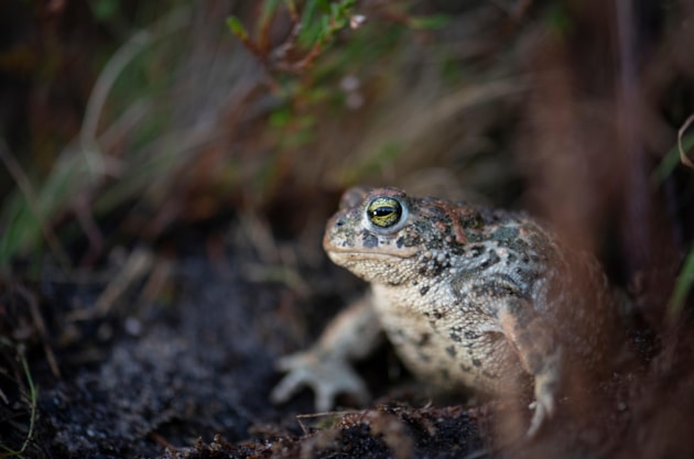 Natterjack Toad - Ben Andrew