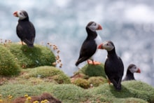 Puffins in Shetland ©Lorne Gill/NatureScot