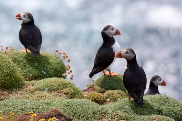Puffins in Shetland ©Lorne Gill/NatureScot