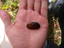 One of the juvenile mussels found in the newly discovered population © Kieran Leigh-Moy SNH