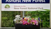 Ashurst New Forest: Floral display at Ashurst New Forest station