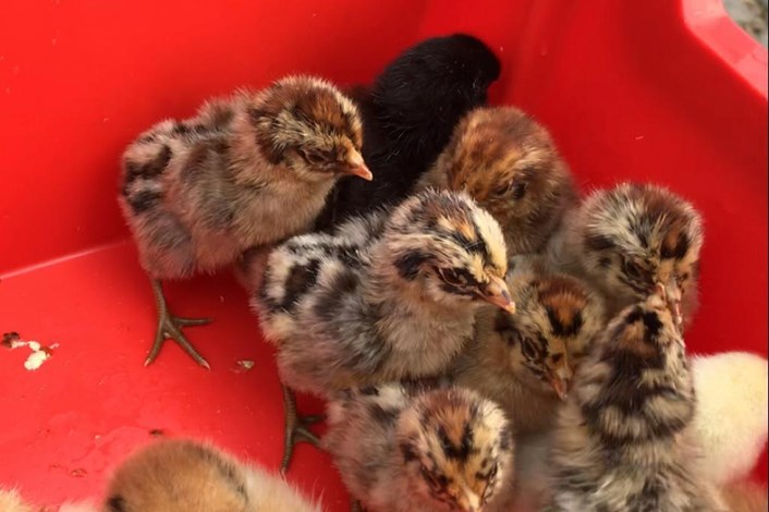 Home Farm's new arrivals: Home Farm at Temple Newsam has welcomed some new arrivals while the site is closed to the public.