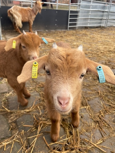 Goats - home farm