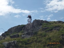Puffin mascot on cliff on Isle of May: Copyright Scottish Natural Heritage