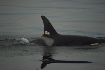 Orca D-tag